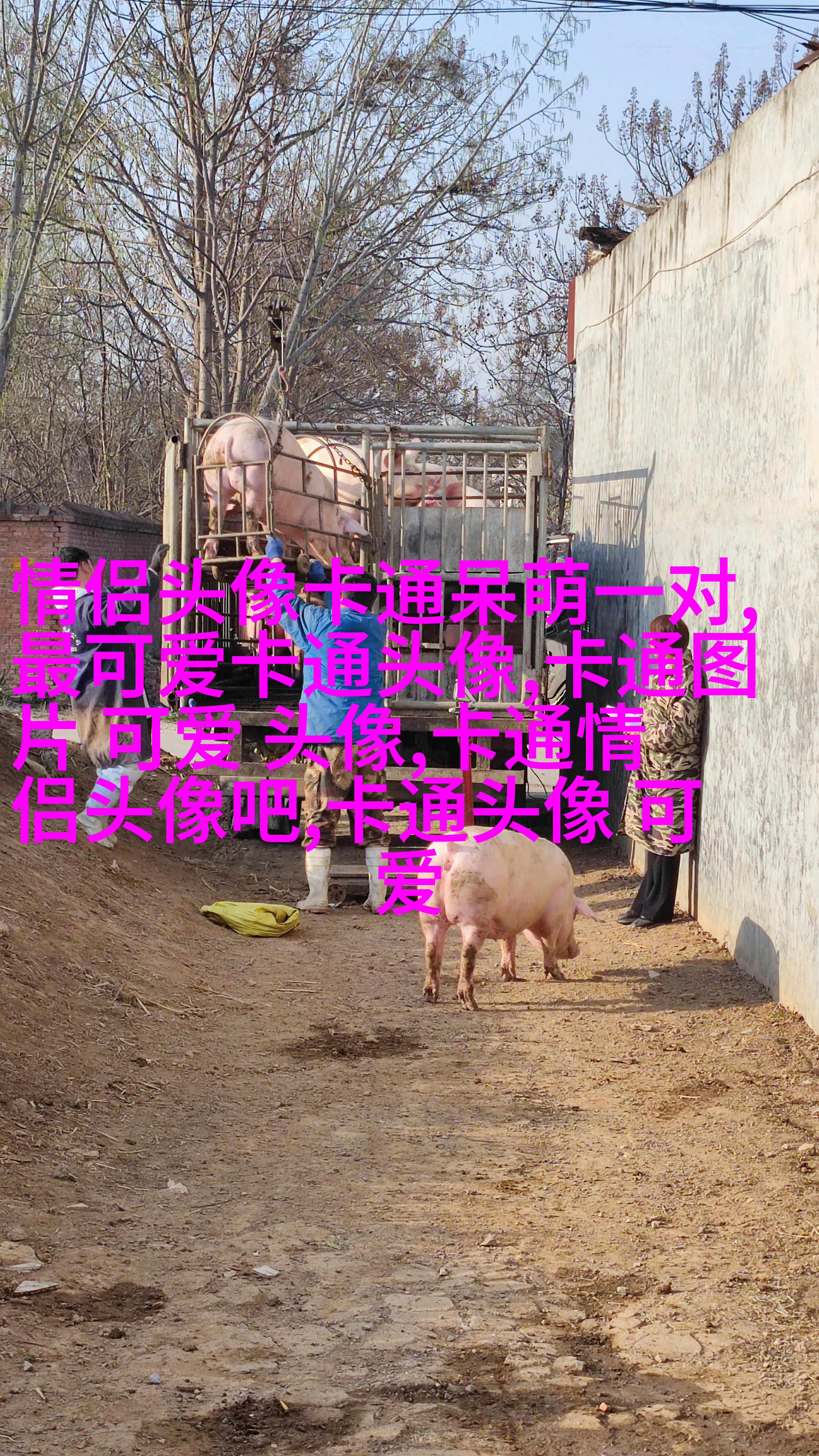 2023最火狗狗头像(精选25张)