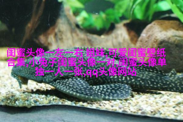 手绘闺蜜头像两人一人一张(精选16张)