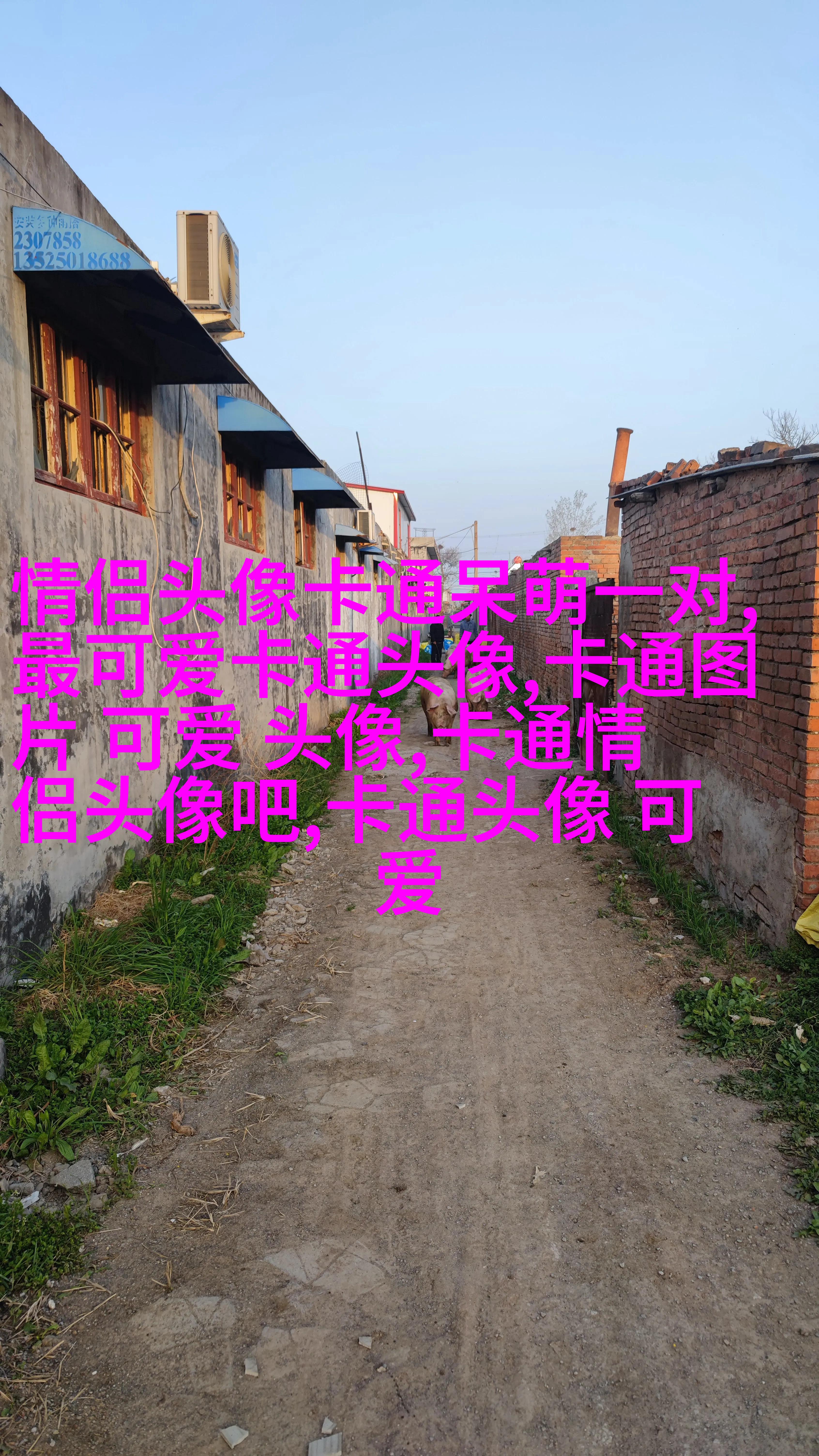 2023最火狗狗头像(精选25张)