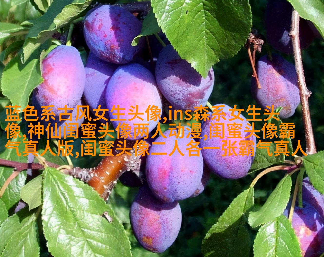 唯美森系闺蜜头像一对