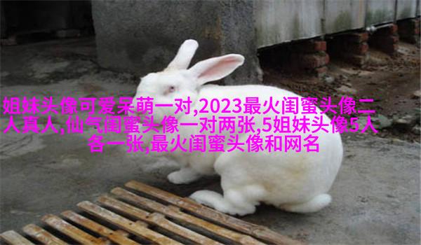 qq头像姐妹一左一右带字